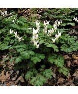 Dutchman Breeches Dicentra Cucularia Bulbs Bareroot Fresh Garden US Ship... - $43.36