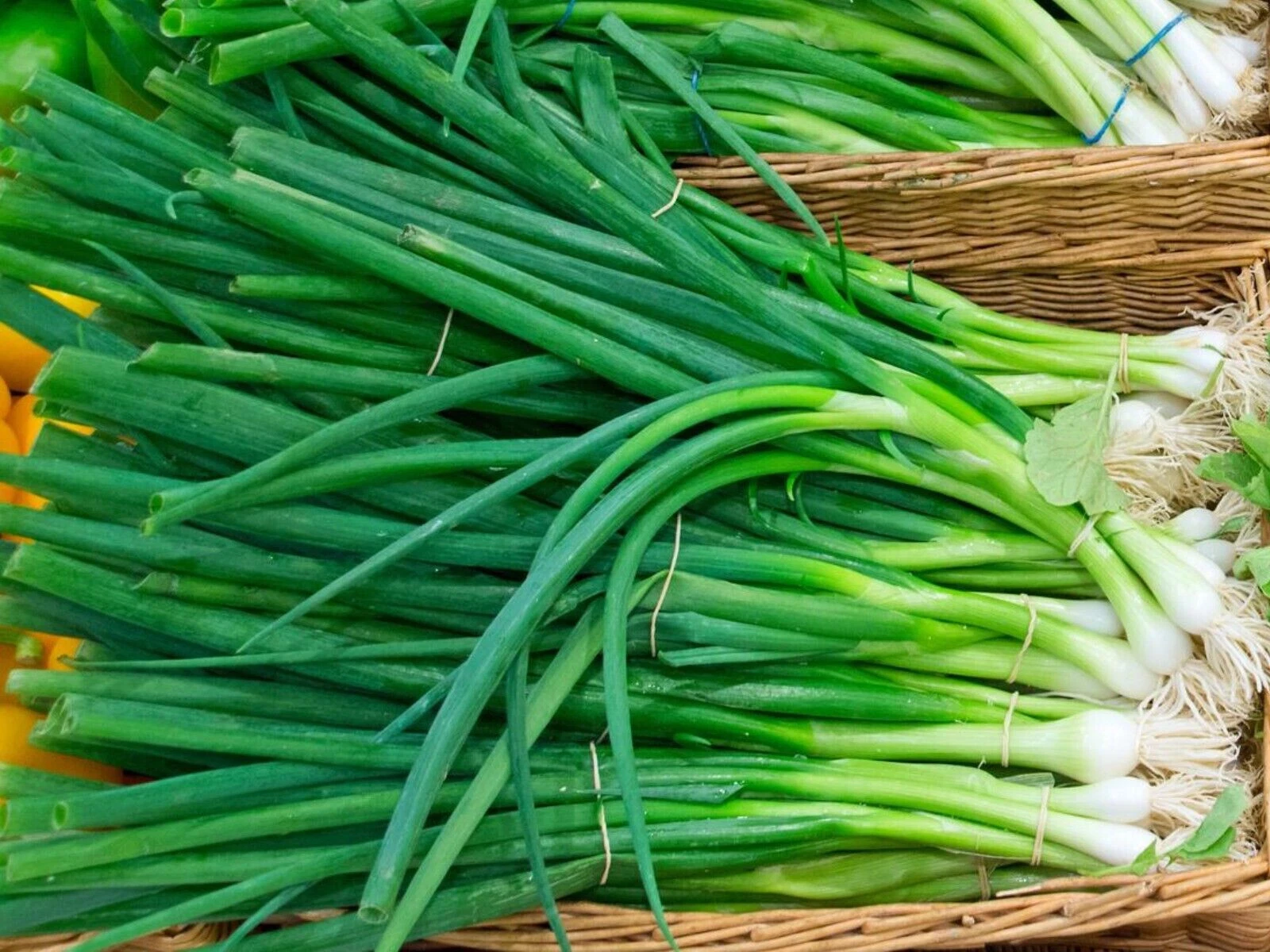 Evergreen White Nebuka Bunching Onion Seeds (100) / ORGANIC / FANTASTIC ... - $12.39
