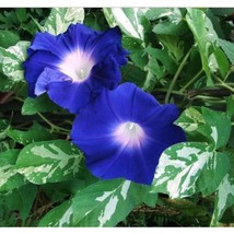 LimaJa 20 Variegated Foliage Sun Smile Blue Morning Glory Ground Cover Seeds 6 - £4.79 GBP