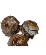 CUCKOO PINT Root Herbal Tea  for hemorrhoids, Arum maculatum L. - £6.61 GBP+