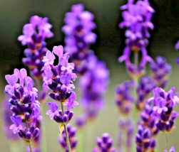 800+ Seeds Lavender Vera Perennial Spring Mosquito Pest Repellent Bees Hardy - £10.15 GBP
