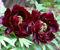 Blackish Coffee Peony Tree Flower, 5 Seeds - £8.13 GBP