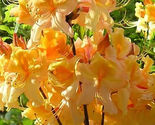 DANCING RABBIT Aromi Azalea Rhododendron Deciduous Starter Plant - £30.35 GBP