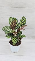 Rare Calathea makoyana, Goeppertia makoyana live plant 6&quot; POT ROOTED LIVE PLANT - £43.96 GBP