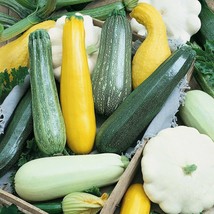 5 Species Mix Summer Squash  Seeds | Gold  Black white marrow grey and T... - £2.19 GBP