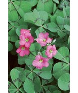1 Oxalis Tetraphylla DEPPII Shamrock Bulbs, Outdoor &amp; Indoor Houseplant - $32.95