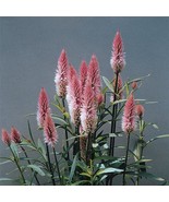 25 Celosia Flamingo Feather Seeds Stunning &amp; Unique Plume Blooms for Garden - $284.49 MXN