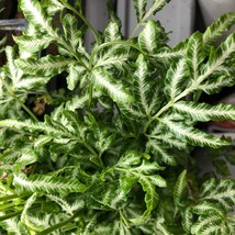 100 Silver Lace Houseplant Fern Spores Seeds Pteris Cretica New Fresh US... - $4.80
