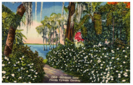 Gardenia Lane Florida Cypress Gardens Florida Postcard - £5.28 GBP