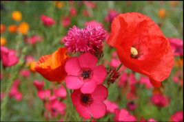 Red Wildflower Mix Flower Seed Beautiful 400 Seeds Fresh Seeds USA - $15.00