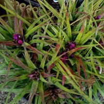 Aechmea Recurvata Cold Hardy Bromeliad 1 Plant Fresh Seeds Fast Shipping - $25.98