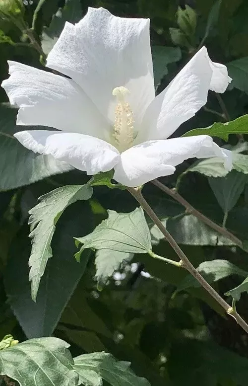 7 White Hibiscus Rose of Sharon Live Starter Plant Cuttings Edible 6-10”... - $29.00
