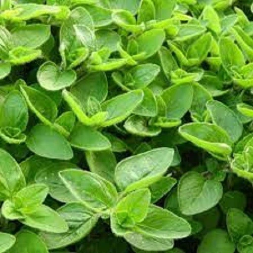 Sweet Marjoram Organic Seed US Fast Shipping - $37.06 MXN