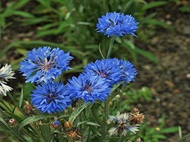Bachelor Button, Tall Blue Seeds, Organic, 500 Seeds, Beautiful Bright Blue Colo - $18.29