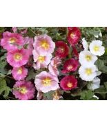 Hollyhock Single Mix 25+ Fresh Seeds - $11.50