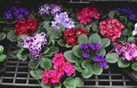50PCS African Violet Seeds Mixed 5 Varieties Saintpaulia ionantha Item NO.DL487C - £8.43 GBP