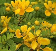 ArfanJaya 10_Seeds Cassia auriculata Matura Tea Tree Ranawara Avaram Senna - £14.54 GBP