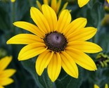 Black Eyed Susan Flower Seeds 2000 Perennial Bee Butterfly Garden Fast S... - $8.99