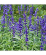 Sage Blue flower Salvia Farinacea 100 Seeds Free Shipping - $76.02 MXN