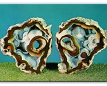 Lot of 11 Rock Crystal Geology Fossil Specimen UNP Chrome Postcards #5 U6 - $8.11