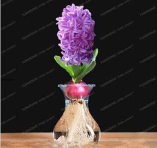 US Seller 1Pc Light Purple Hyacinth Bulb New Fresh Seeds - $15.28