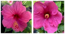 MAGENTA HIBISCUS~ EXOTIC FUCHSIA~STARTER LIVE PLANT 5 TO 7 INCHES TALL - £23.48 GBP