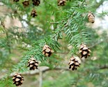 20 seeds Eastern Hemlock Tree Tsuga Canadensis - £8.69 GBP