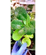 Hoya Obovata Splash Live Houseplant, 6 inch Hoya Obovata Splash Plant, S... - $436.95 MXN