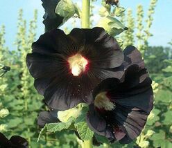 25 seeds, BLACK HOLLYHOCK Alcea Rosea Nigra Flower, perennial - $5.00