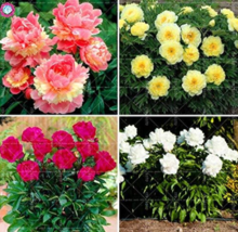 B6388107e76e8012 thumb200