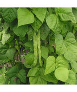Great Northern Bean Seeds, NON-GMO, Large White, Heirloom, FREE SHIPPING - €1,62 EUR+