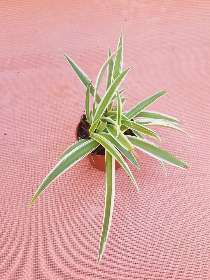 Live Spider Plant In 2" Pot - Easy Growth - Air Purifying House Plant
