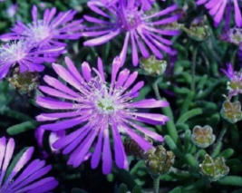 50 Pc Seeds Purple Ice Plant Delosperma Cooperii Flower, Delosperma Seeds | RK - £13.35 GBP