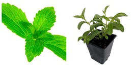 3&quot; Pot Stevia Amazing Sugar Plant - Sweetleaf - Garden - $40.98