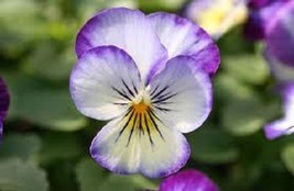 New! 30+ Penny Purple Picotee Viola Flower Seeds Shade Loving - $9.88