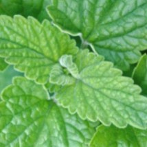 Catnip For Cat Lovers Catnip Fresh Herb Perrenial Bulk Seeds - $172.69 MXN