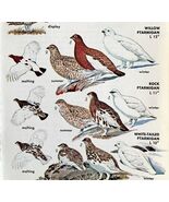 Chicken &amp; Ptarmigan Varieties 1966 Color Bird Art Print Nature ADBN1r - $19.99