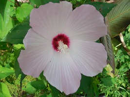 15 White Dinner Plate Hibiscus Seeds Flower Huge 10-12 Inch Blooms Perennial - £14.11 GBP