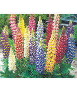 Lupine Tutti Frutti Rainbow Mix 35 Colorful Seeds Seeds - €8,39 EUR