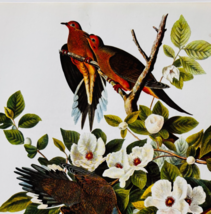 1979 Mourning Dove Color Plate Print Audubon Birds Of America Vintage Ar... - $29.99