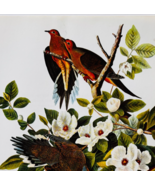 1979 Mourning Dove Color Plate Print Audubon Birds Of America Vintage Ar... - $29.99