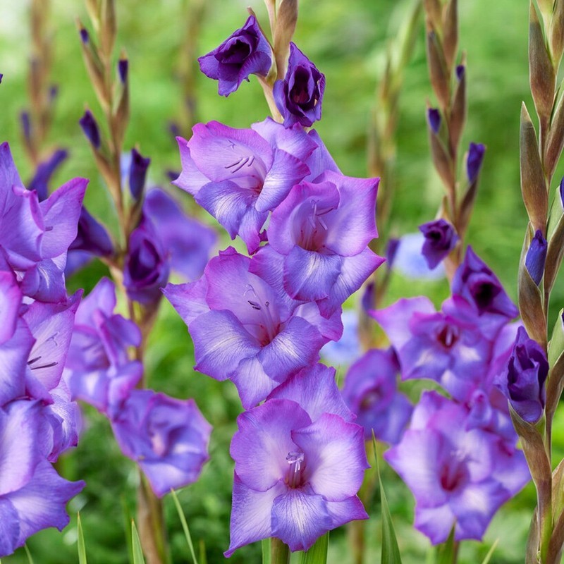 LKS Gladiolus Chemistry 10 Plant Bulbs Summer Flowers Home Garden - $41.21