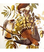 Sparrow Hawk Bird Print 1946 Color Art John James Audubon Nature DWV2E - $55.48 CAD