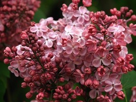 25 pcs Pink Lilac Seed Fragrant Hardy Perennial Flower Flowers Seed  R - £10.43 GBP