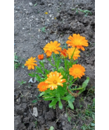 50Pcs Calendula Pacific Beauty Seeds Mix, Pot Marigold, Variety Sizes - €3,22 EUR