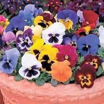 Mix Giant Pansy Seeds Viola Wittrockiana Long Blooming Flowers - £7.59 GBP