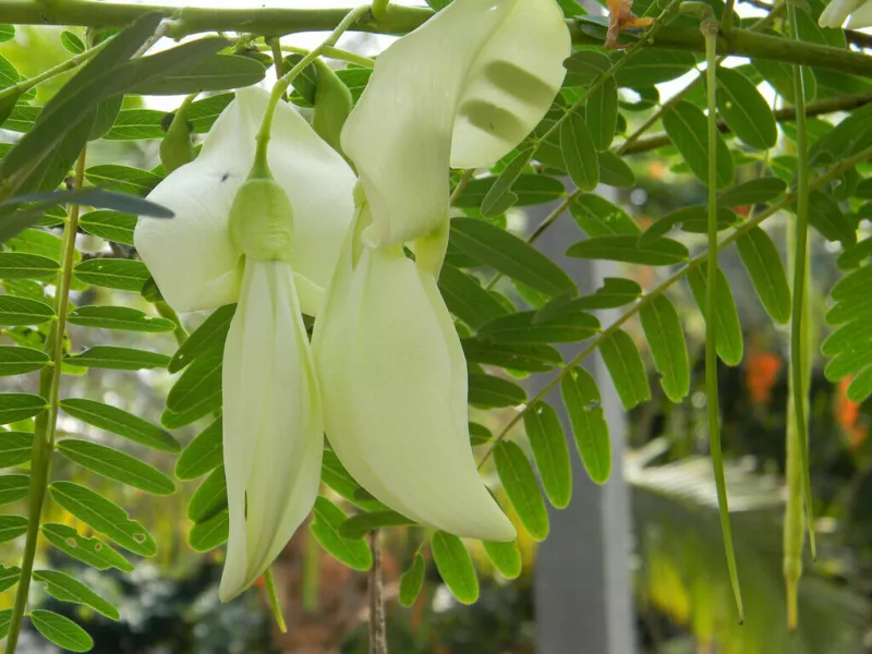 Sesbania Grandiflora 5 Seeds White flower Hummingbird Tree Bright pea - £9.84 GBP