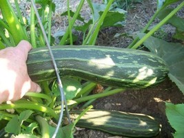 HeirloomSupplySuccess 10 Heirloom Cocozelle Italian Zucchini Squash seeds - $2.79