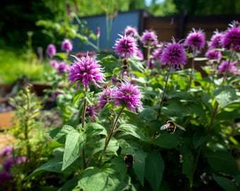 THJAR Lemon Bee Balm Flower Seeds - Grow Beautiful Flowers Indoors, Outd... - $2.97