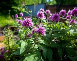 THJAR Lemon Bee Balm Flower Seeds - Grow Beautiful Flowers Indoors, Outd... - $2.97